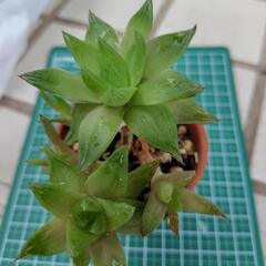 多肉植物　ハオルチア　シンビフォルミス