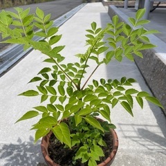 トゲナシタラノキ苗木