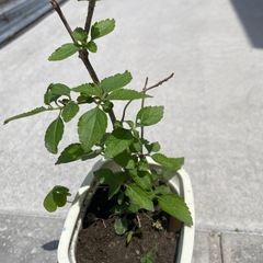 ランタナ（ピンク）苗