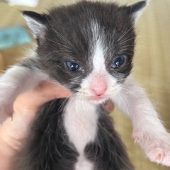 ハチワレboy🐱