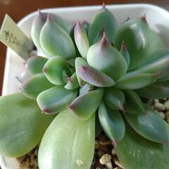 多肉植物　チワワエンシス錦？