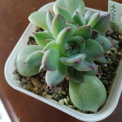 多肉植物　チワワエンシスの画像