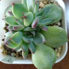 多肉植物　チワワエンシスの画像