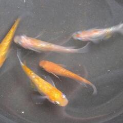 メダカ王華5匹の画像