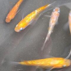 メダカ王華5匹の画像