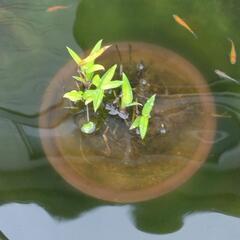 メダカ王華5匹の画像