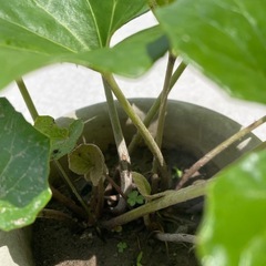 ツワブキの画像