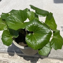 ツワブキ