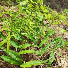 藤の花？