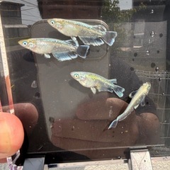 メダカ　エメキン　針子
の画像