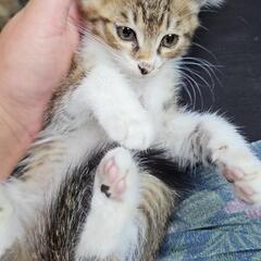 【決まりました🙌】キジトラ？ちゃんのオスです🐱生後、推定2～3ヶ月
