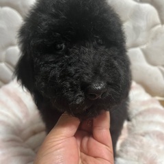 スタンダードプードルの子犬３ケ月女の子