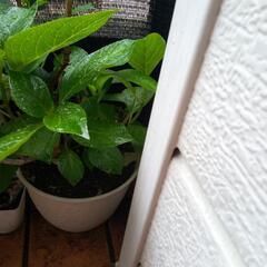 紫陽花
