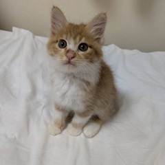 フワフワ茶トラ❤️里親さん募集(^^)