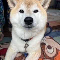 飼い主様の病気が深刻なため至急募集　柴犬