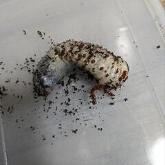 ヘラクレスオオカブト3令幼虫　極太血統の画像