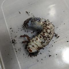 ヘラクレスオオカブト3令幼虫　極太血統