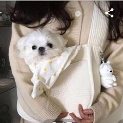 犬スリング  ソフト柔らかの画像