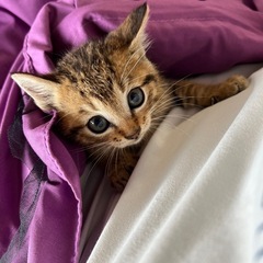仕事場で見つけた子猫