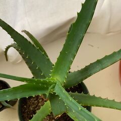アロエ＿1の画像