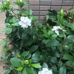スマホもっと便利に使いこなしませんか？ - その他