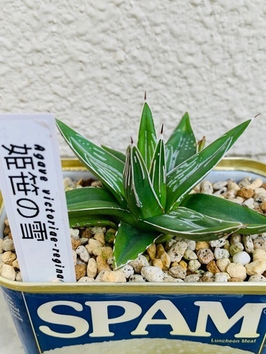 確認用 週末オークション【鉢ごと発送】⑥活着 アガベ 姫厳竜錦 TC 覆輪