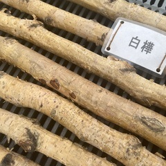 白樺　棒材　1本　100円　夏休みの宿題にいかがですか　値下げしましたの画像