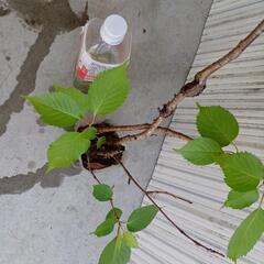 桜苗/北区より − 愛知県