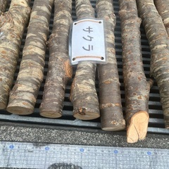 サクラ　棒材　1本　200円　夏休みの宿題にいかがですかの画像