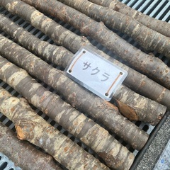 サクラ　棒材　1本　200円　夏休みの宿題にいかがですかの画像
