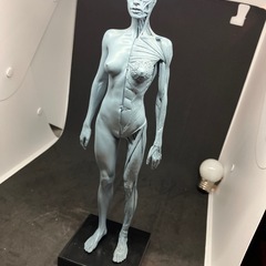 人体模型 筋肉模型 30cm 医学模型 人体解 剖 医学教育 整...