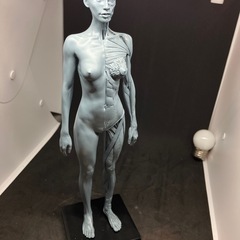 人体模型 筋肉模型 30cm 医学模型 人体解 剖 医学教育 整形外科 女性の画像