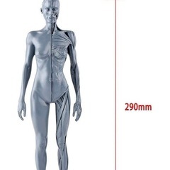 人体模型 筋肉模型 30cm 医学模型 人体解 剖 医学教育 整形外科 女性の画像