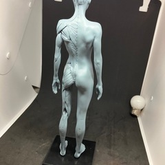 人体模型 筋肉模型 30cm 医学模型 人体解 剖 医学教育 整形外科 女性の画像
