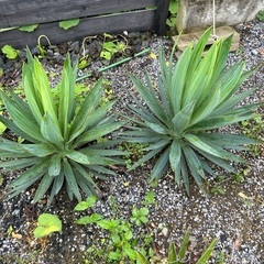 ユッカ　グロリオサ地植え株　一株4500円