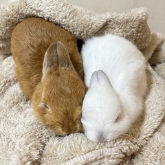 うさちゃん里親募集中