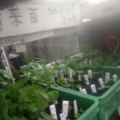 野菜苗5点200円コーナーに長ネギ苗を追加品出ししました。の画像