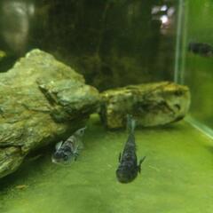 藤虎リアルロングフィンめだか　１ペアの画像