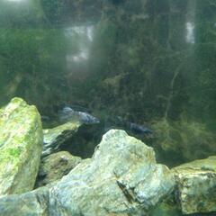 藤虎リアルロングフィンめだか　１ペアの画像