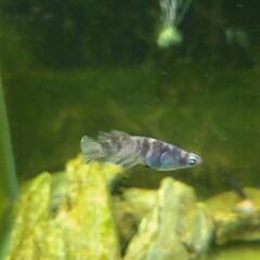 藤虎リアルロングフィンめだか　１ペアの画像