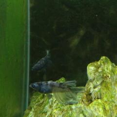 藤虎リアルロングフィンめだか　１ペアの画像