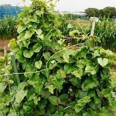 野菜なえ5点200円コーナーにオカワカメの挿し木苗を品出ししました。の画像