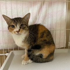 とっても美人な三毛猫ちゃん2歳