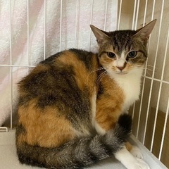 とっても美人な三毛猫ちゃん2歳 - 香取市