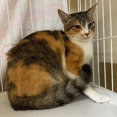 とっても美人な三毛猫ちゃん2歳 - 猫
