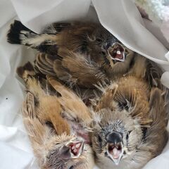 キンカチョウ雛2羽(生後2週間)里親募集中