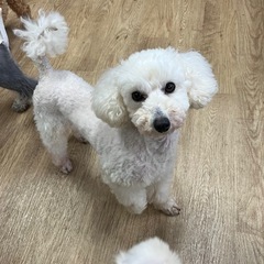 トイプードルのナミちゃん