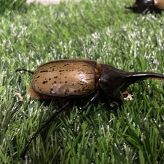 ヘラクレスオオカブト　オス2匹セットの画像