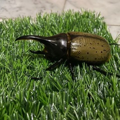 ヘラクレスオオカブト　オス2匹セットの画像