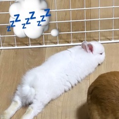 うさぎ里親募集中